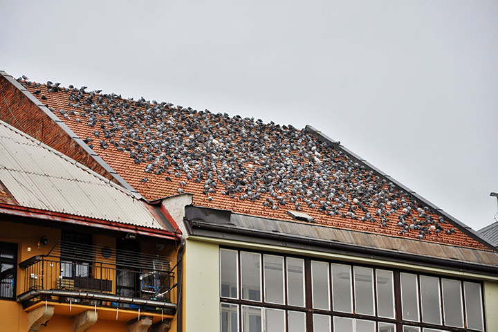 A2B Pest Control are able to install spikes to deter birds from roofs in Bunhill Fields. 