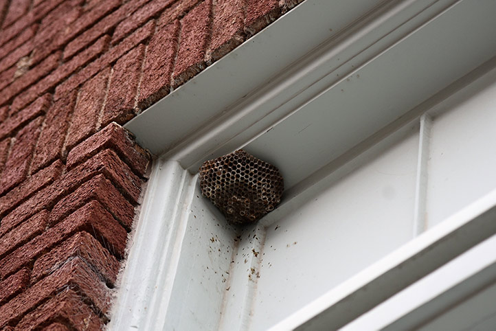We provide a wasp nest removal service for domestic and commercial properties in Bunhill Fields.